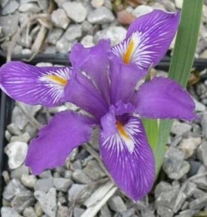 Iris dolichosiphon — houseplant care guide