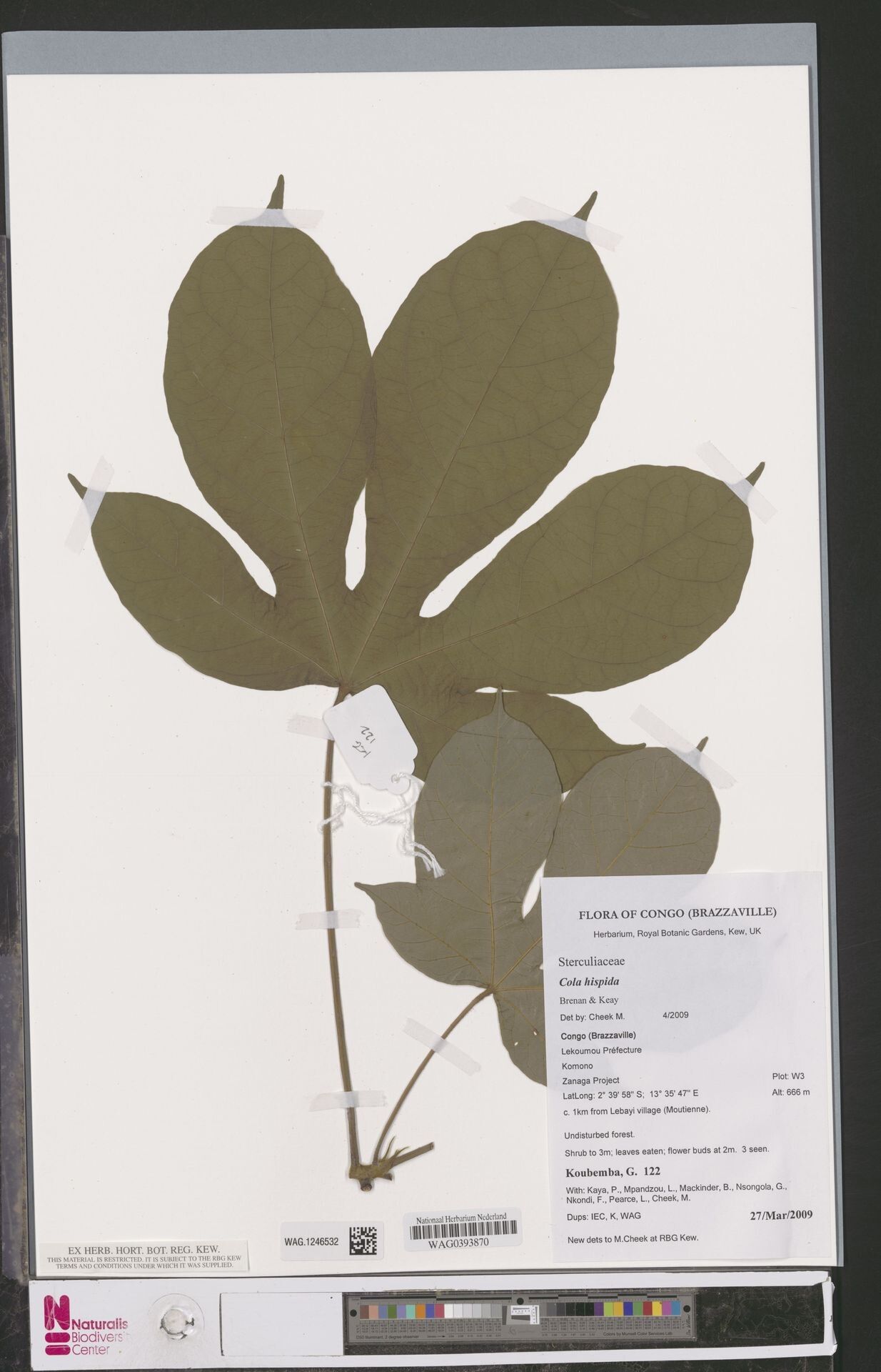 Cola hispida — houseplant care guide