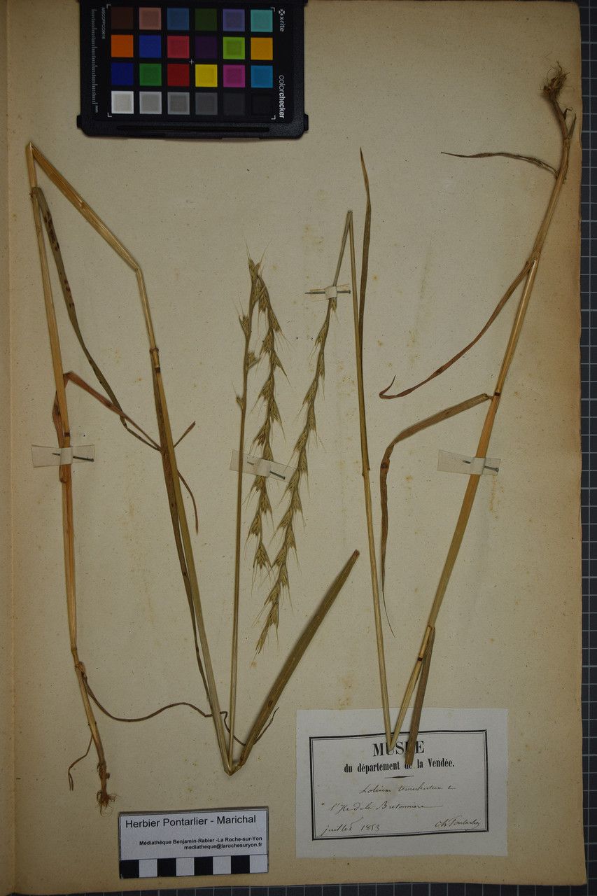 Lolium temulentum other