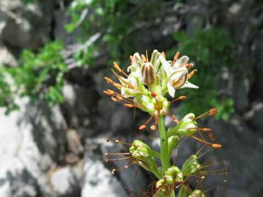 Eremurus spectabilis — houseplant care guide