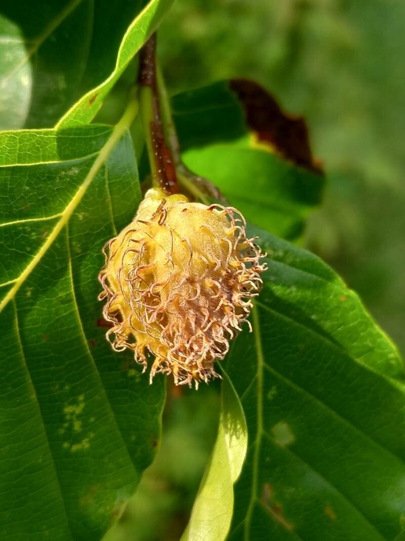 Fagus crenata fruit