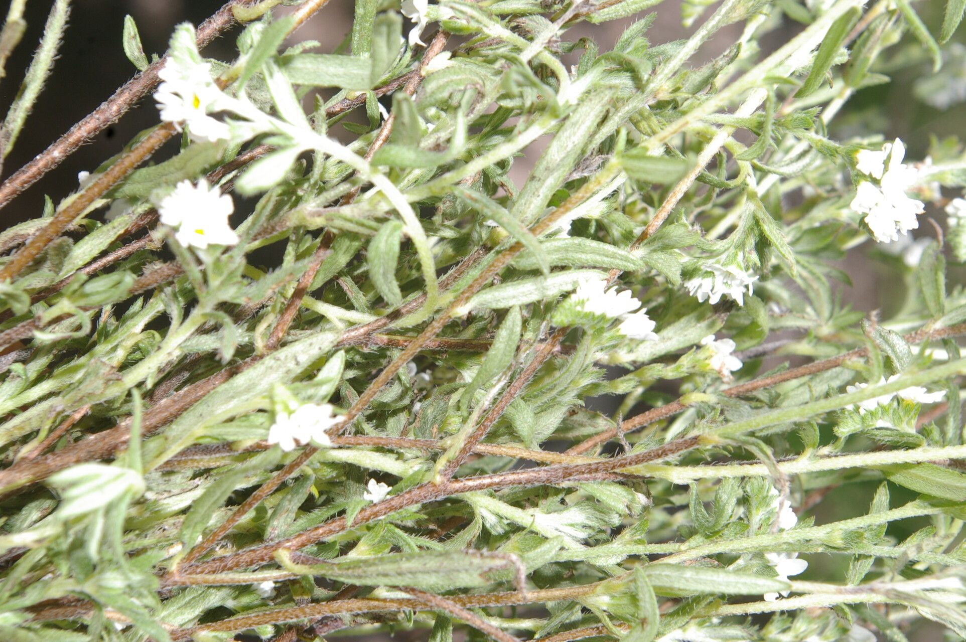 Heliotropium filiforme habit