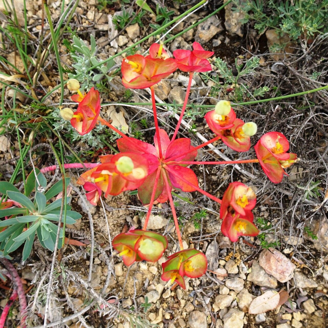 Euphorbia nicaeensis flower
