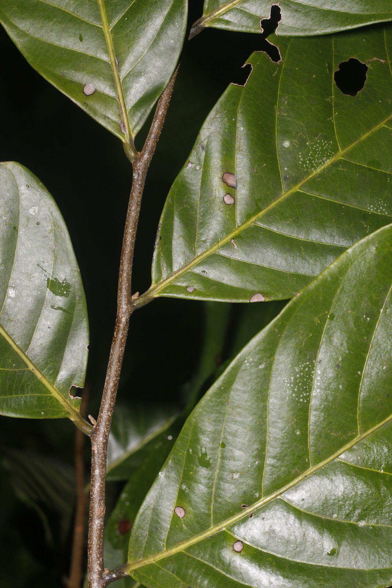 Unonopsis pittieri fruit