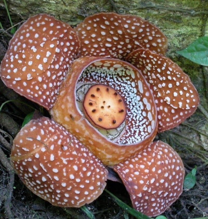 Rafflesia manillana — houseplant care guide