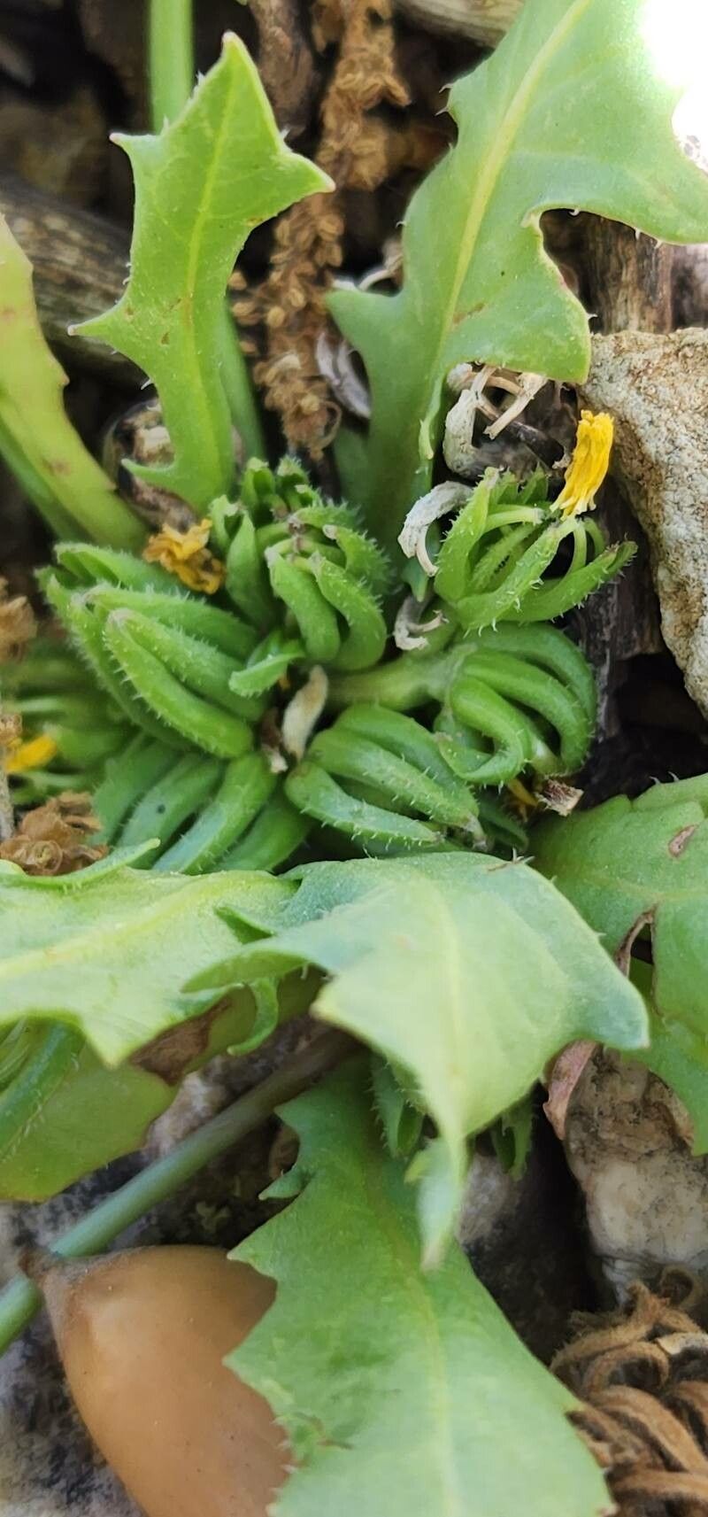 Garhadiolus hedypnois fruit