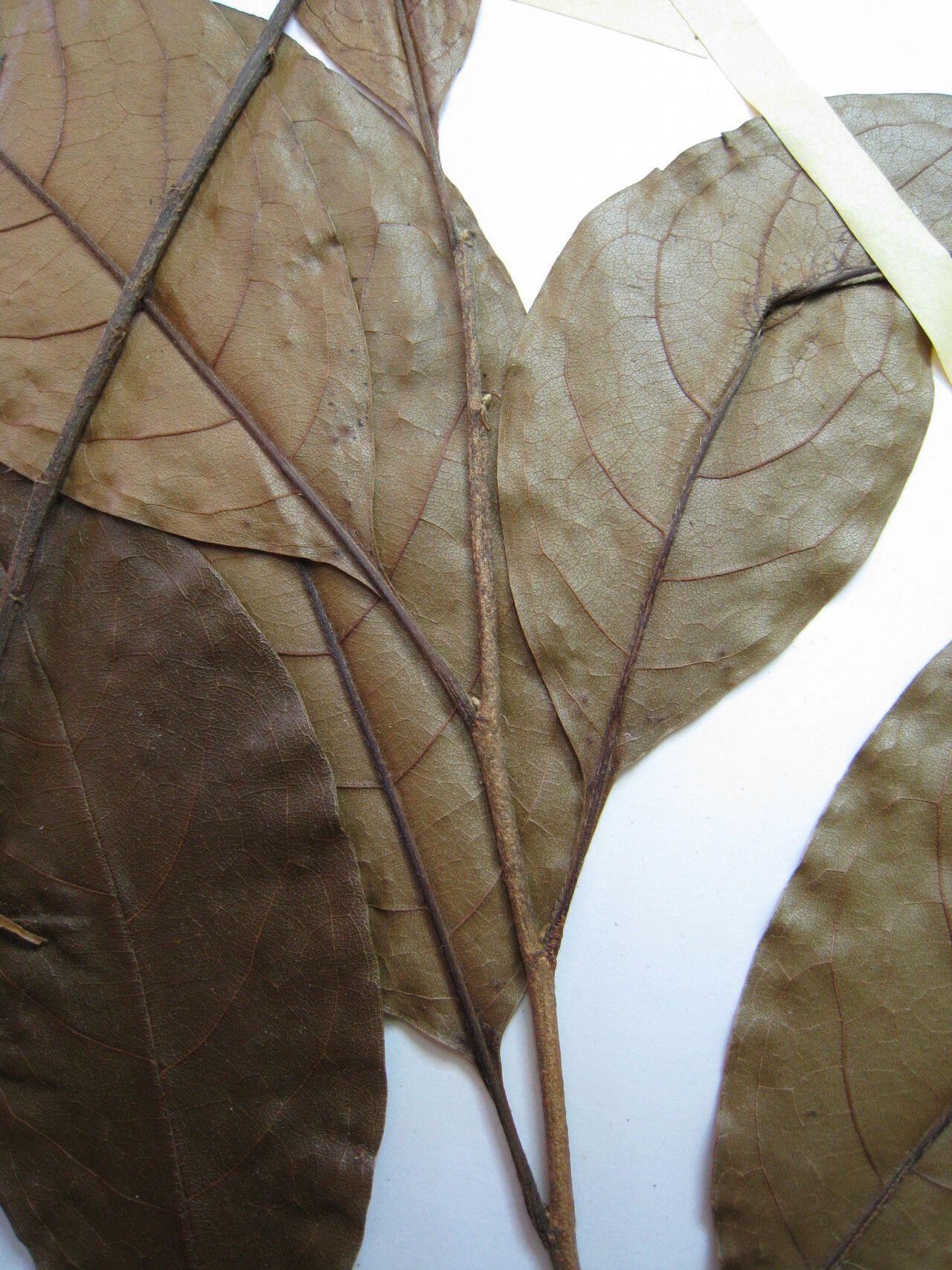 Hirtella suffulta other