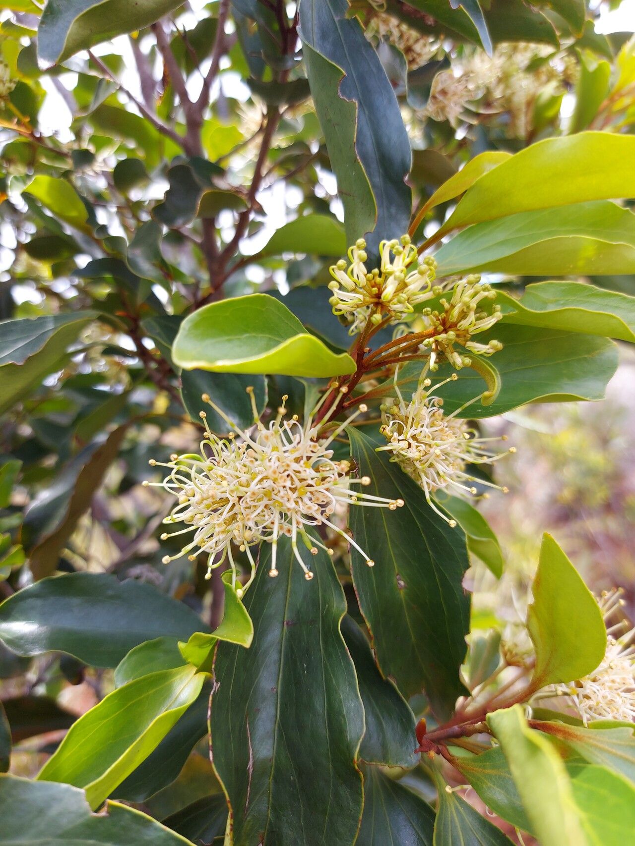 Stenocarpus comptonii flower