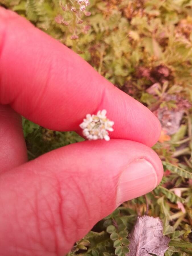 Teesdalia nudicaulis flower