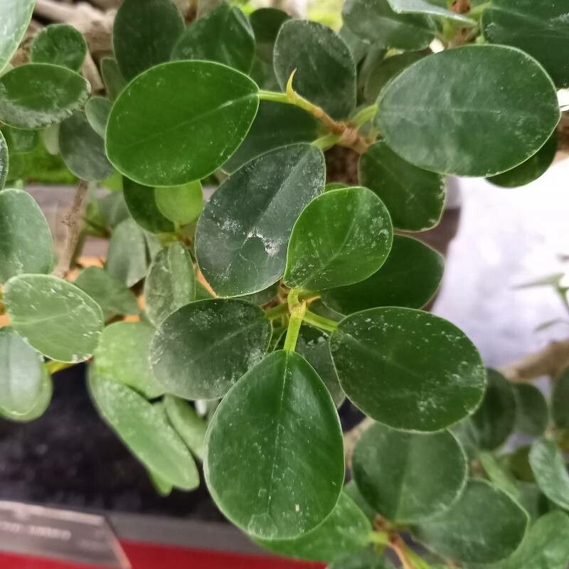 Ficus padana — houseplant care guide