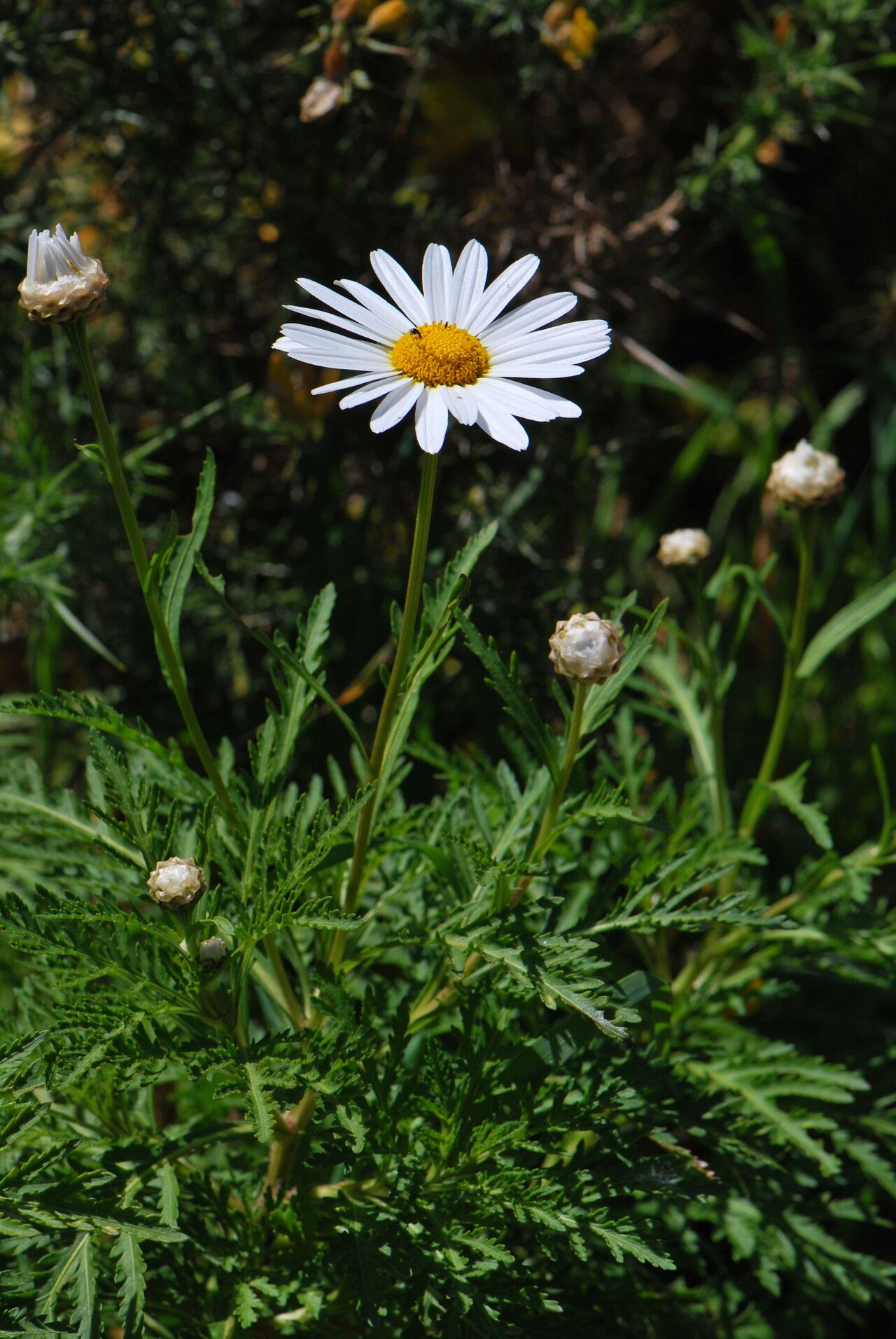 Argyranthemum dissectum flower
