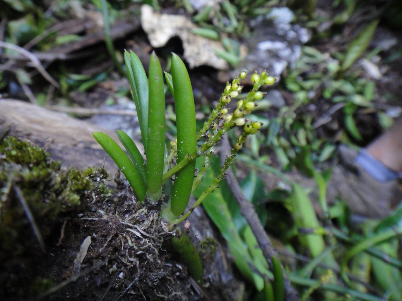 Phreatia limenophylax habit