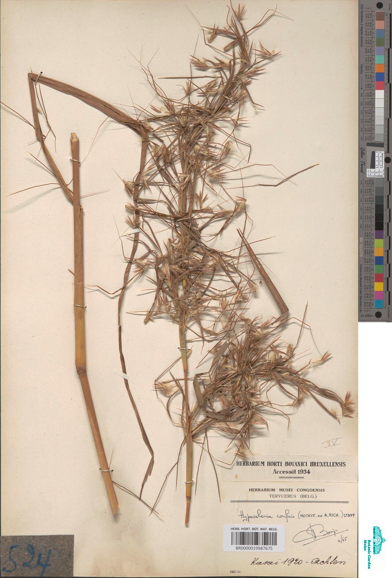 Hyparrhenia niariensis — houseplant care guide