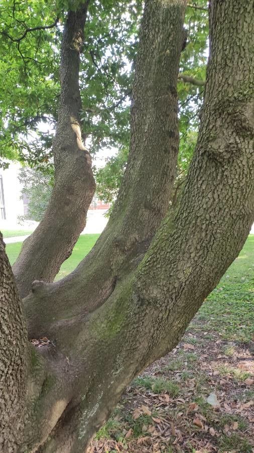 Quercus × hispanica bark