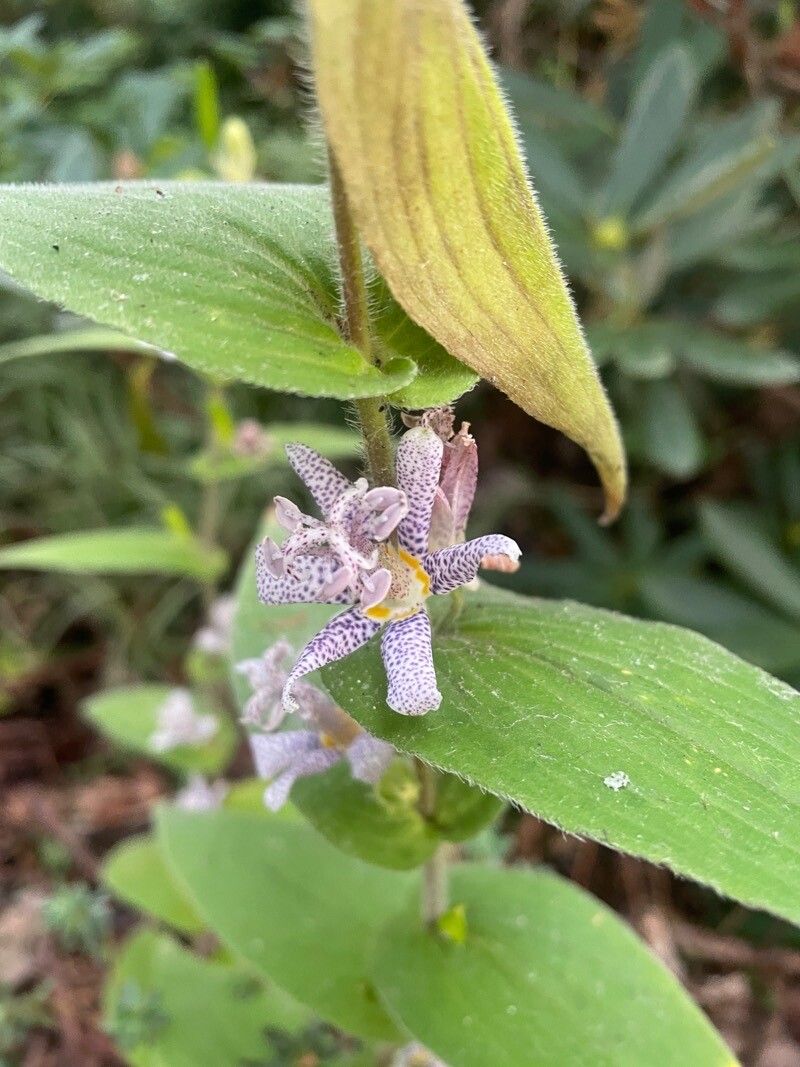 Tricyrtis maculata — search result for 'Tricyrtis'