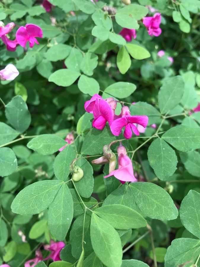 Lathyrus roseus — search result for 'Lathyrus'