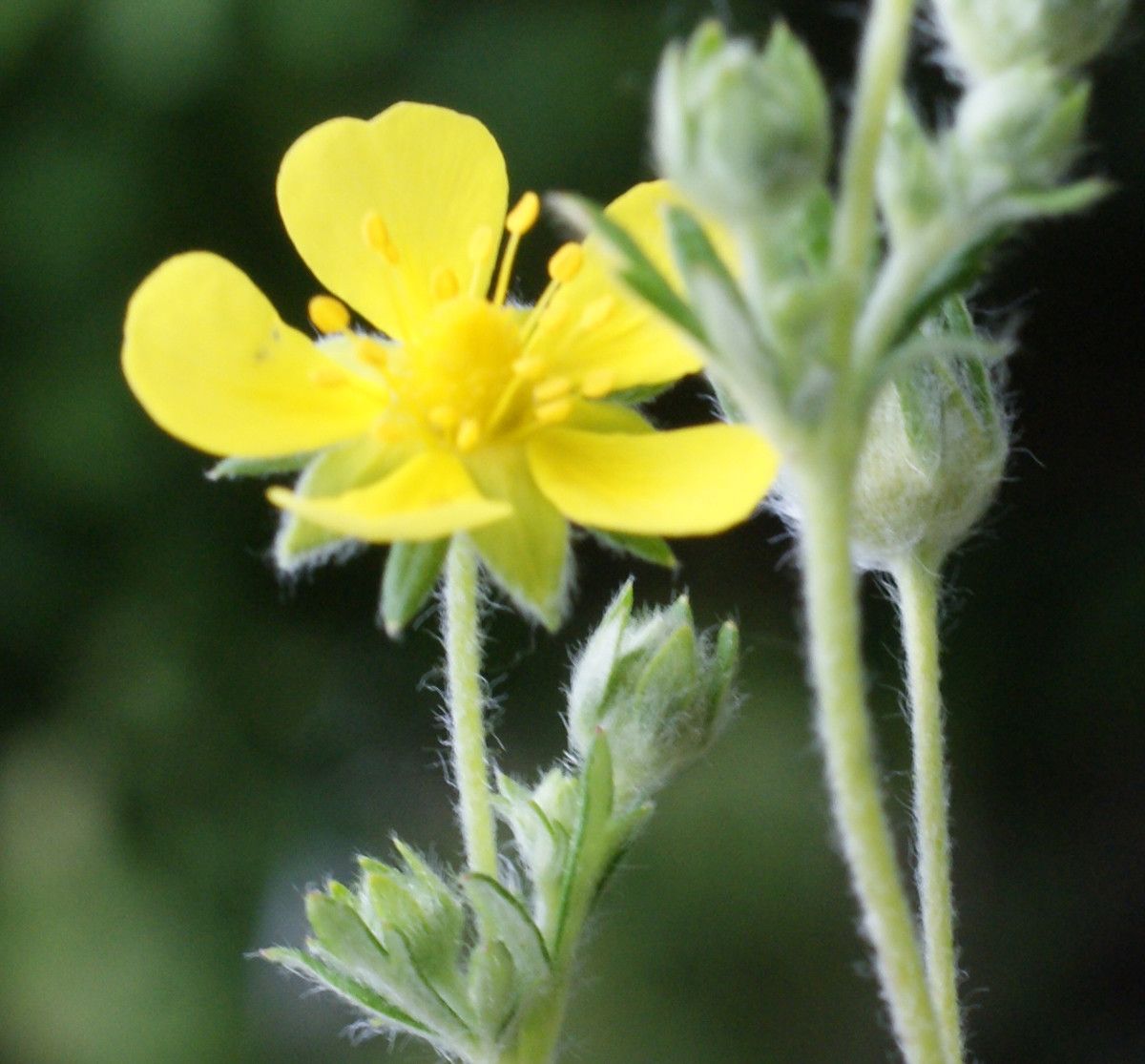 Potentilla × collina flower