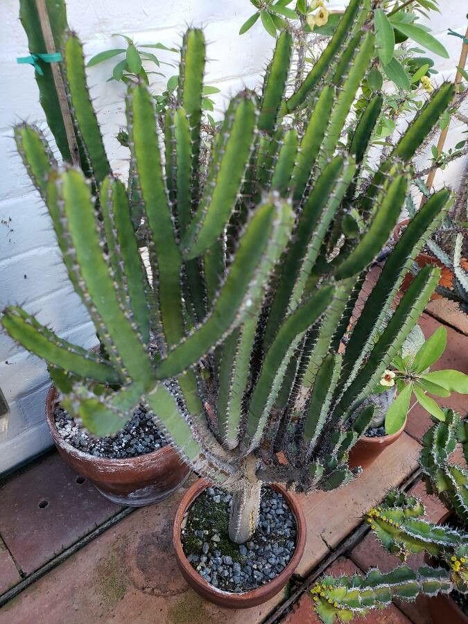 Euphorbia petraea habit