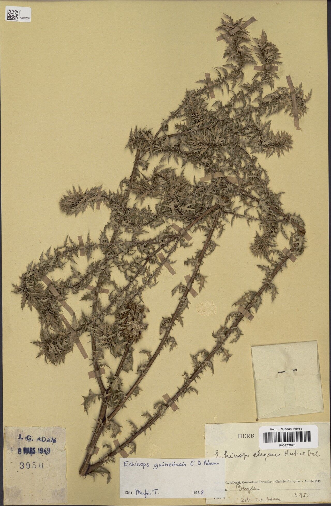 Echinops guineensis — search result for 'Echinops'