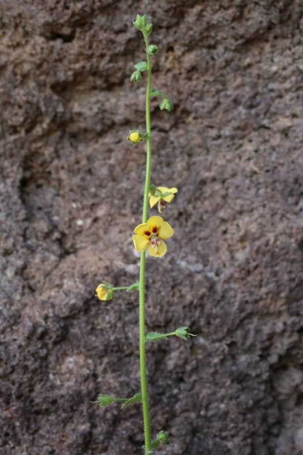 Verbascum rupestre flower