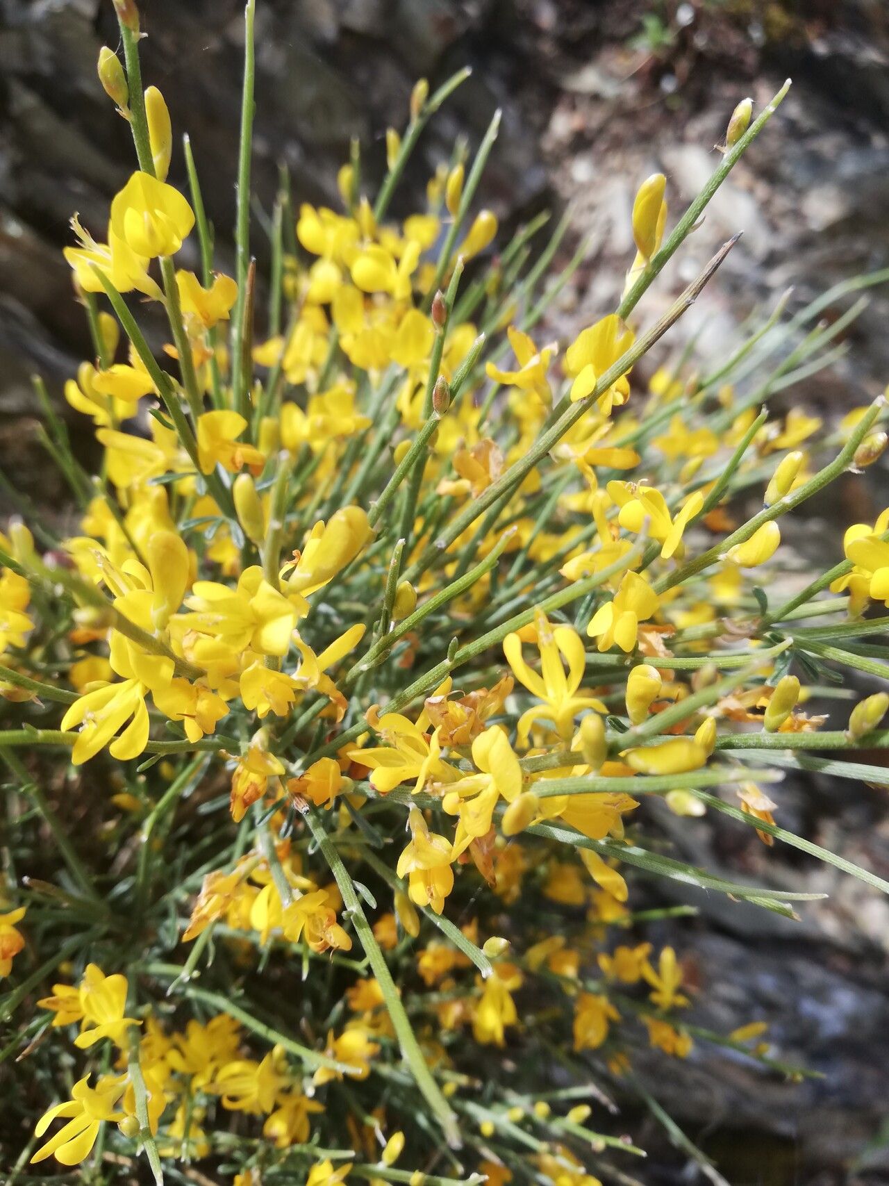 Genista spartioides flower