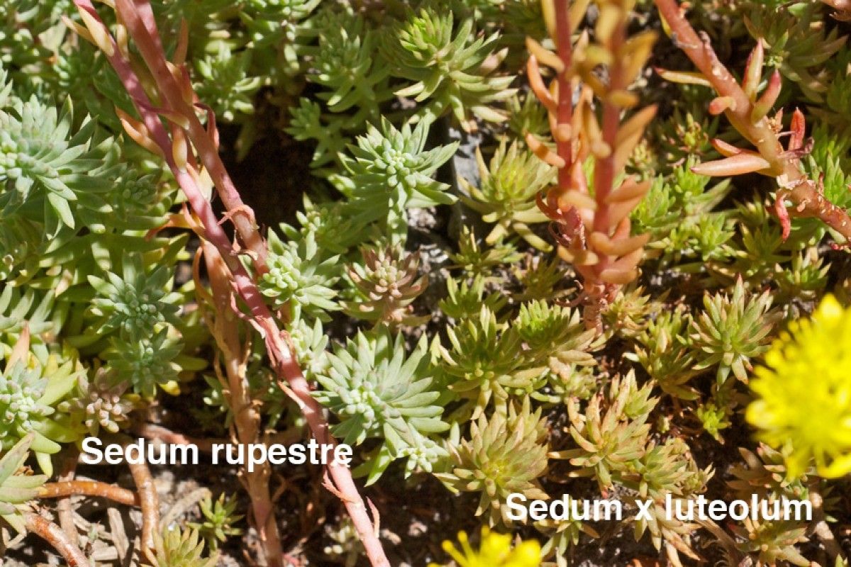 Petrosedum × luteolum habit