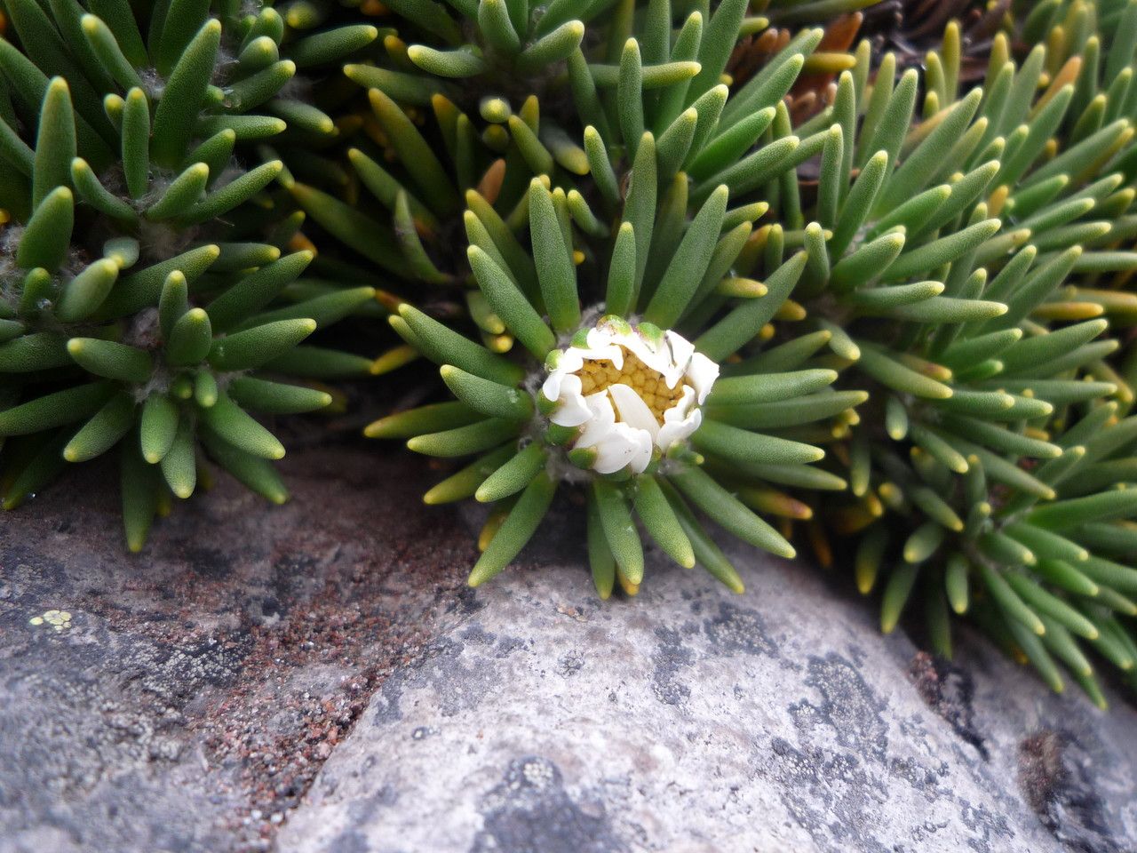 Xenophyllum rigidum flower