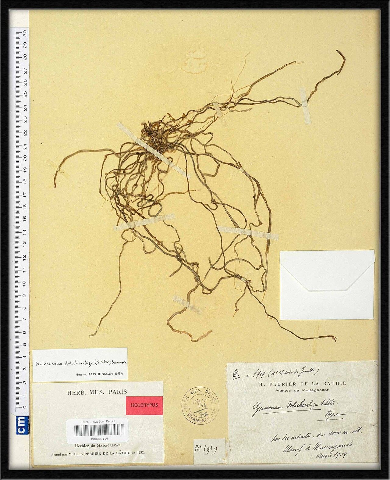 Microcoelia dolichorhiza — related species from the same genus