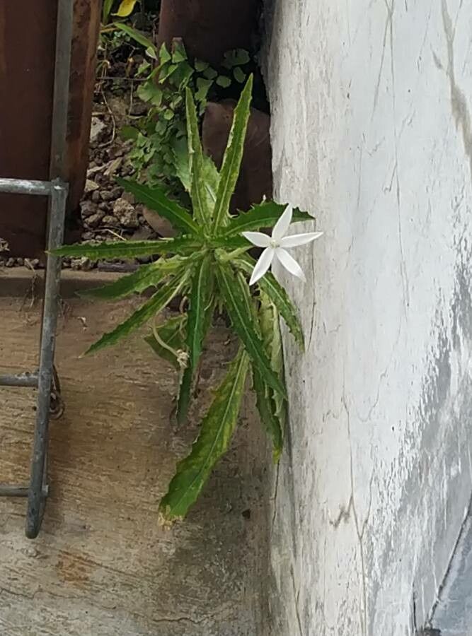 Hippobroma longiflora — search result for 'Campanulaceae'