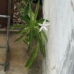 Hippobroma longiflora