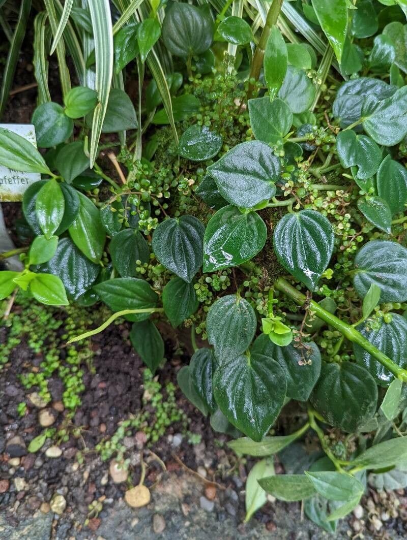 Peperomia velloziana leaf