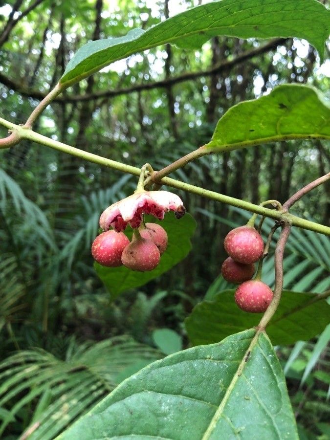 Siparuna thecaphora fruit