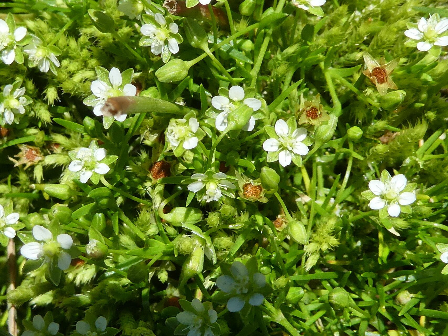 Sagina saginoides habit
