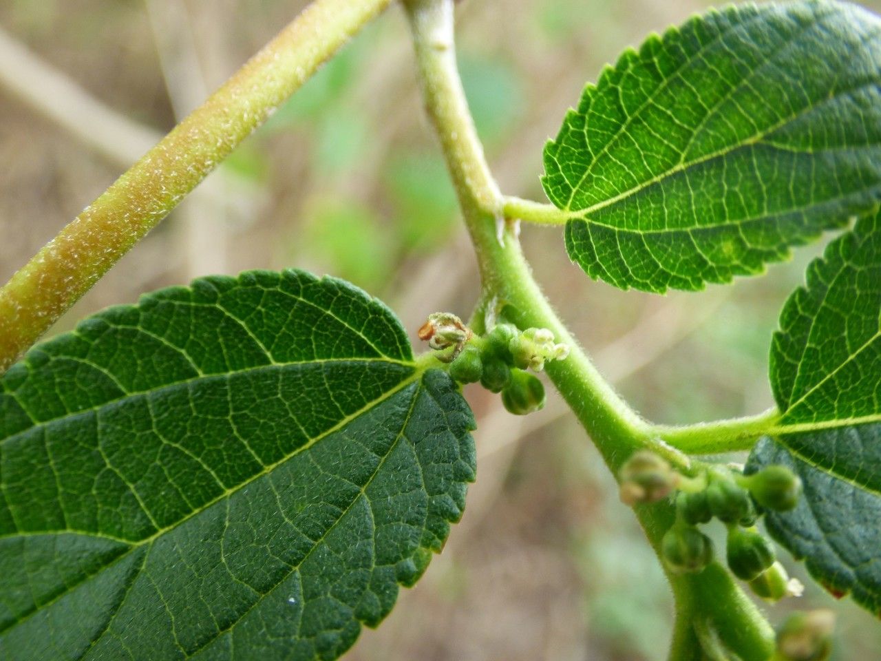 Trema orientalis flower