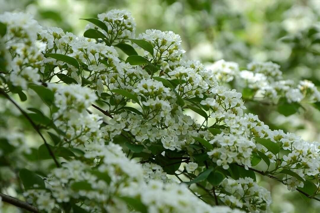 Cotoneaster multiflorus flower