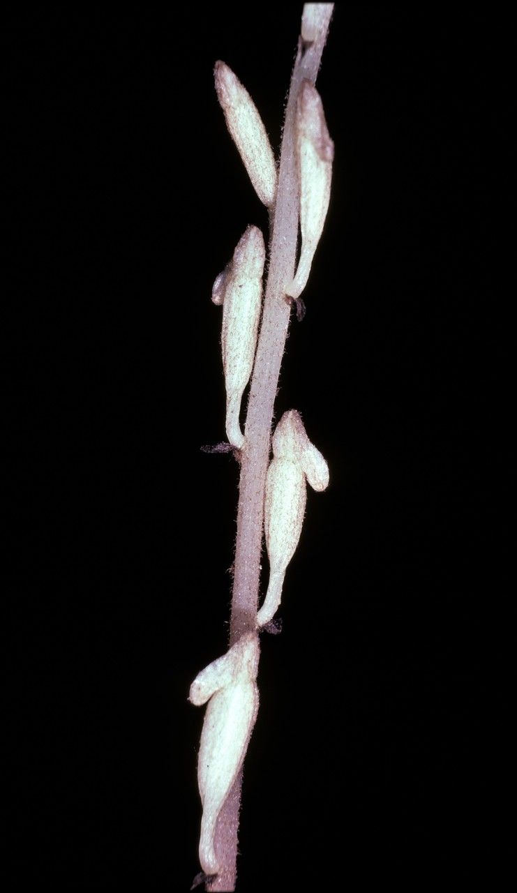 Wullschlaegelia aphylla — houseplant care guide