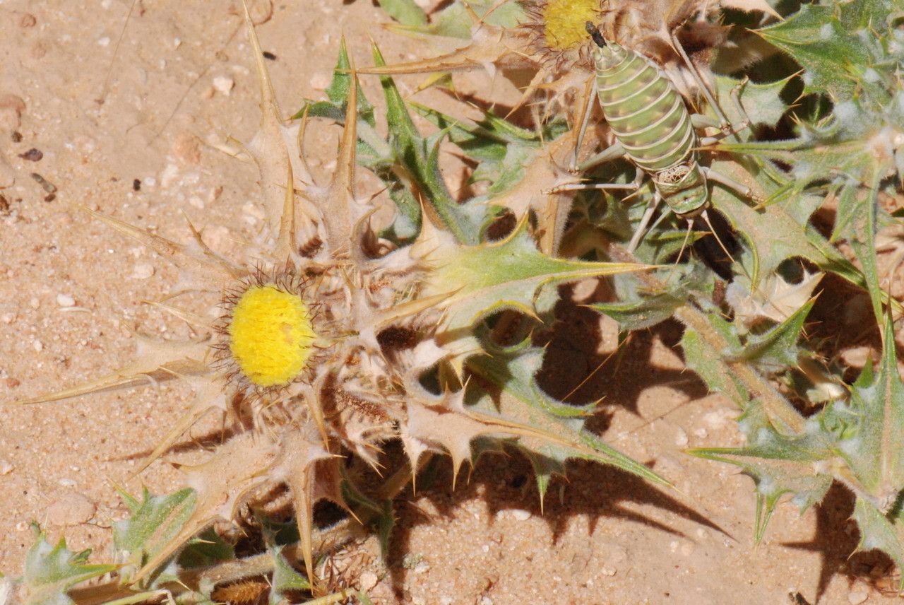 Atractylis babelii flower