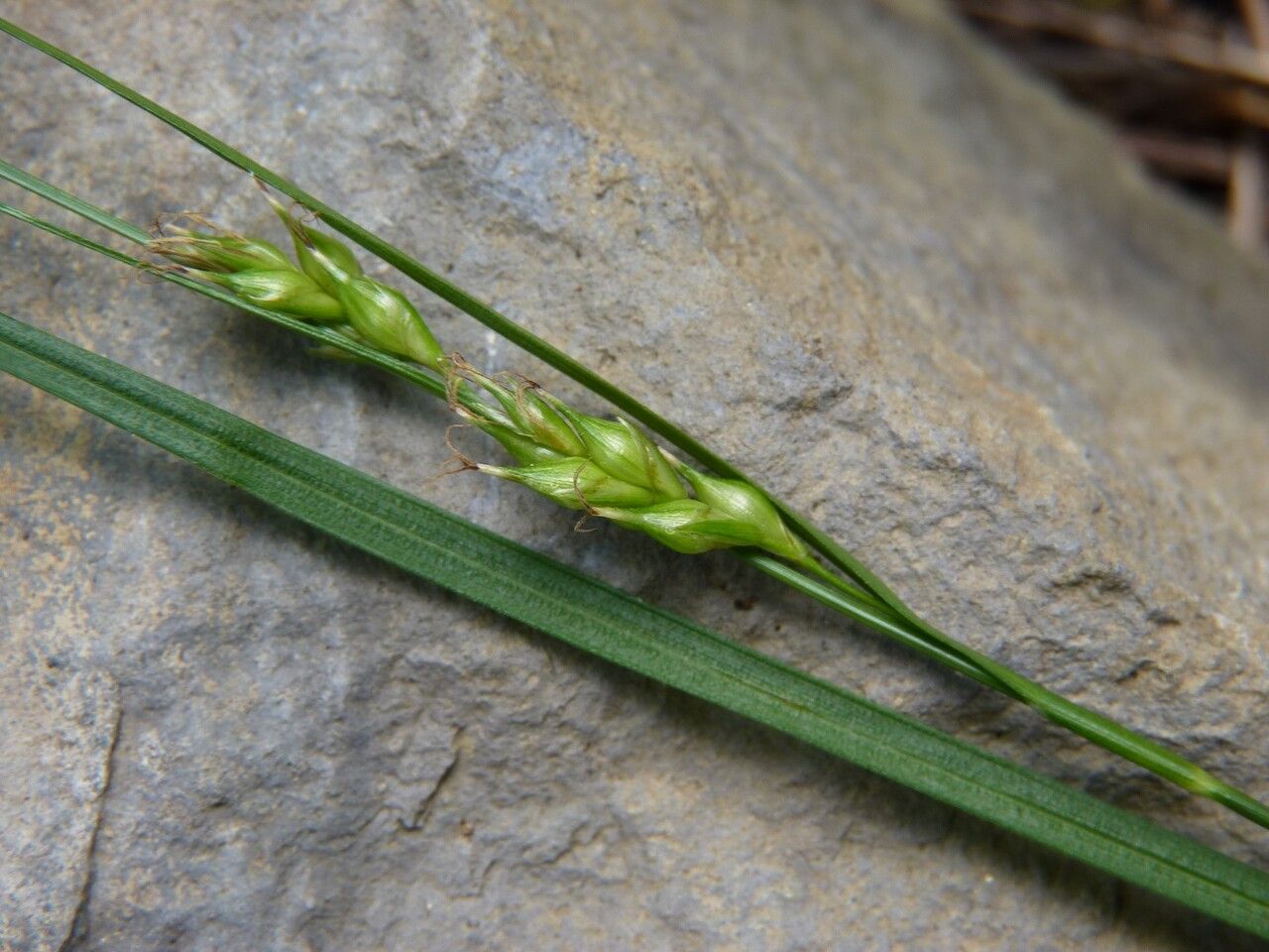 Carex depauperata fruit