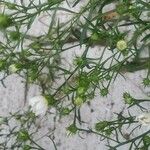 Symphyotrichum pilosum