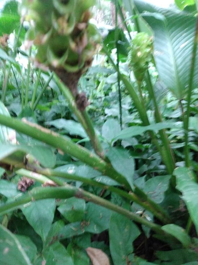 Goeppertia cylindrica bark