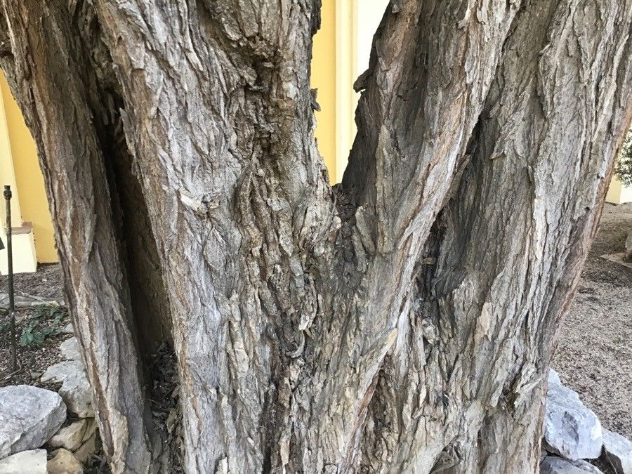 Ehretia latifolia bark