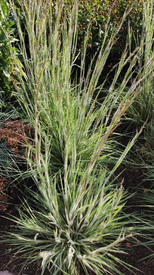 Danthonia unispicata habit