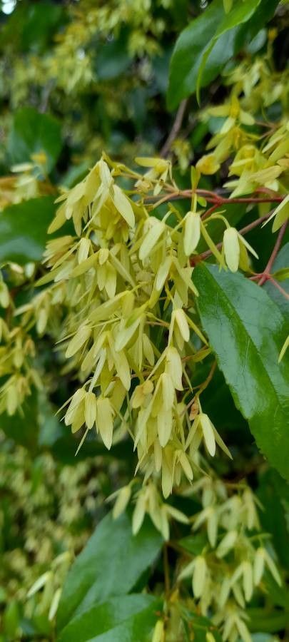 Aphanopetalum resinosum flower