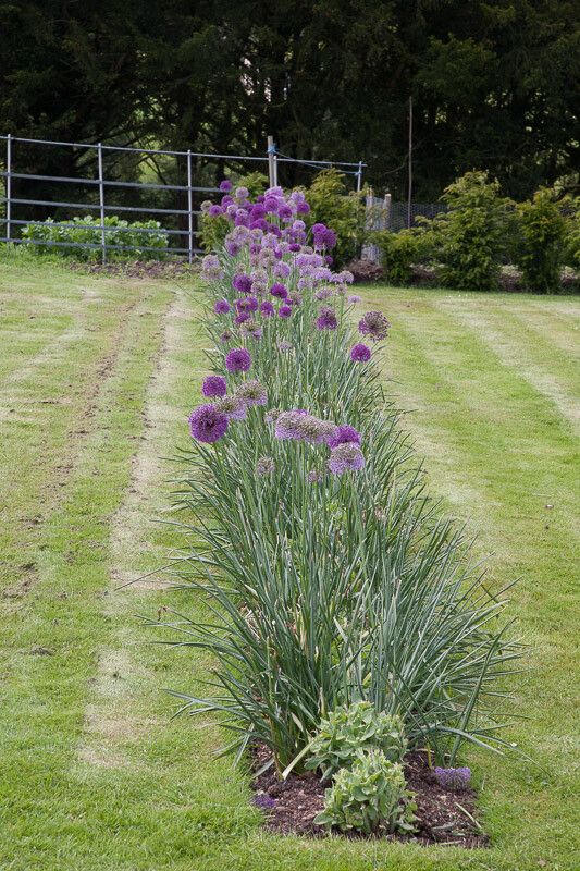 Allium hollandicum habit