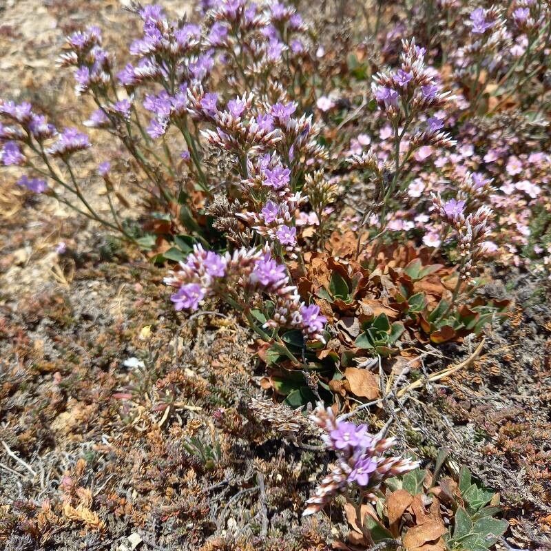 Limonium binervosum flower
