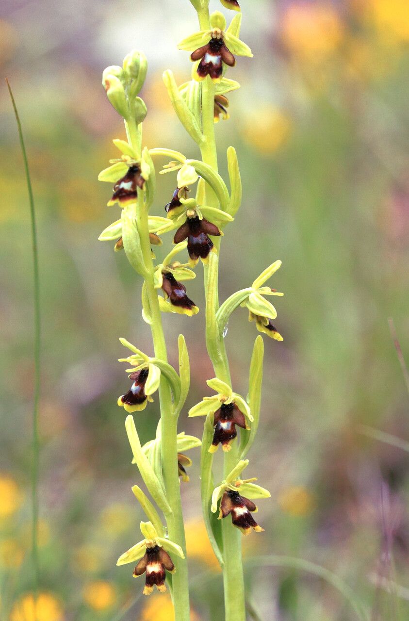 Ophrys aymoninii flower