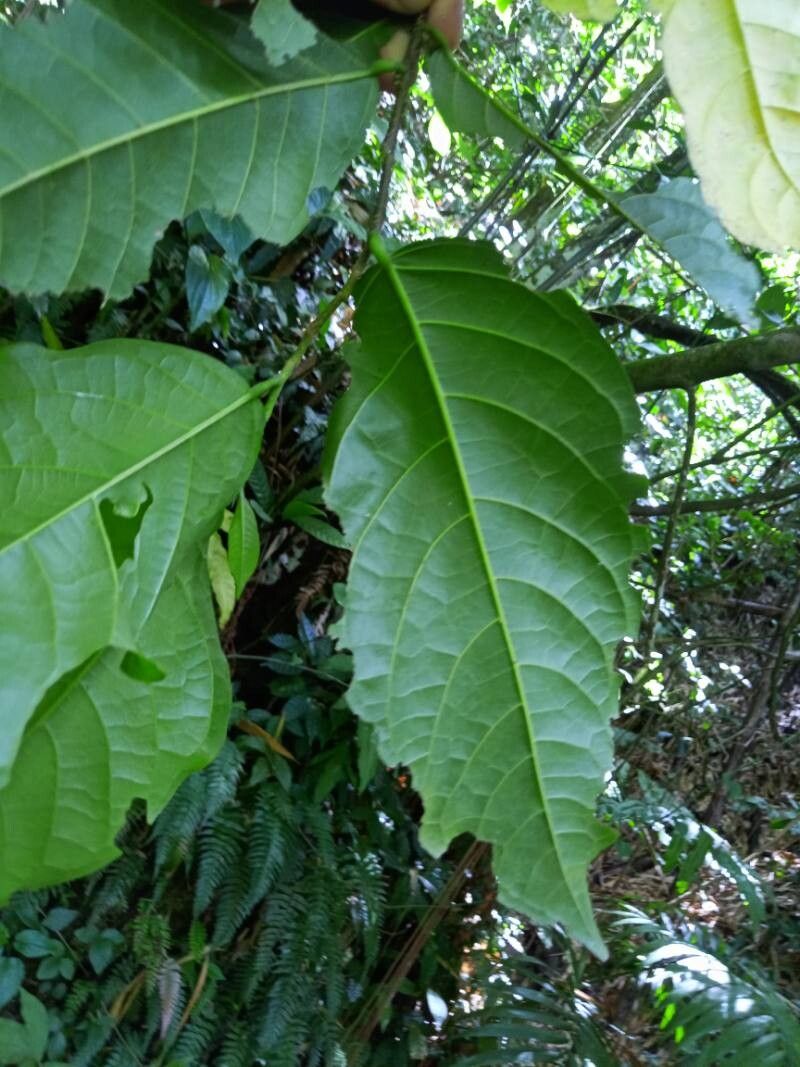 Quararibea turbinata leaf