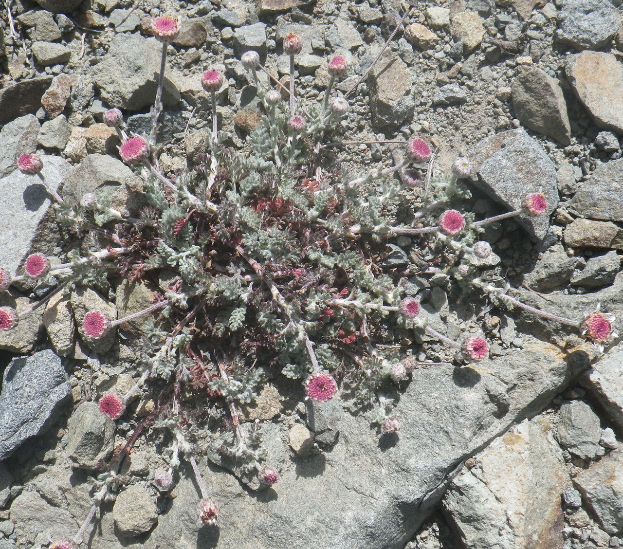 Anthemis plutonia habit