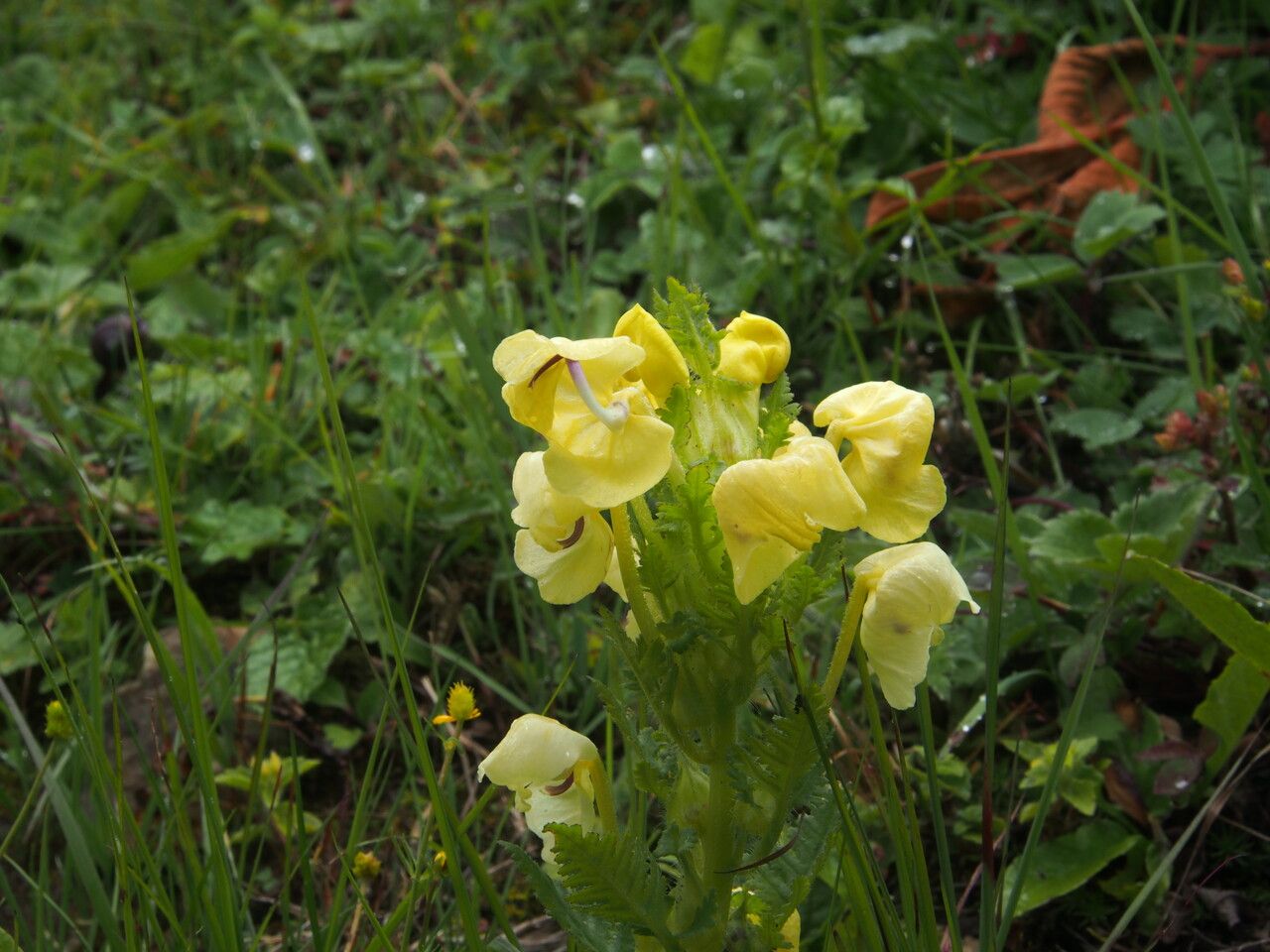 Pedicularis hoffmeisteri — houseplant care guide