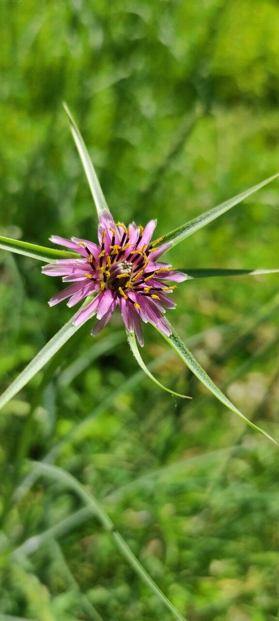 Tragopogon angustifolius flower